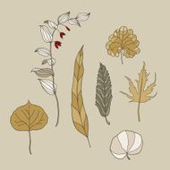 vector herbarium set