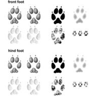 Fox footprints