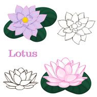 lotus flowers contours of flowers on a white background