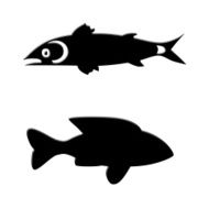 Fish Silhouette N35