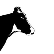 Portrait head of black cow on white background