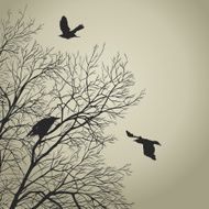 Crows N8