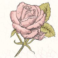 Rose N97
