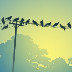 Birds on a Lines