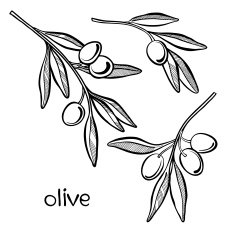 Set of olive branch isolated on white background N2