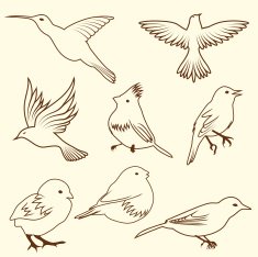 Set of differnet sketch bird N2