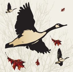 Canada Geese in Flight N3
