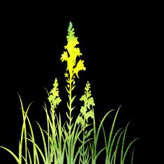 Silhouettes of flowers and grass N59