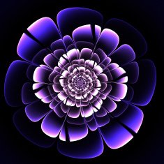 Beautiful purple flower on black background N2