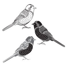 Set of birds isolated on white background