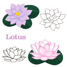 lotus flowers contours of flowers on a white background