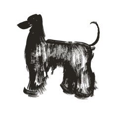 Afghan hound N3
