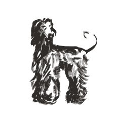 Afghan hound N4