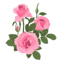 Pink roses bouquet with leaves N2