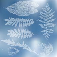 Vector collection of leaf silhouettes leaves N8