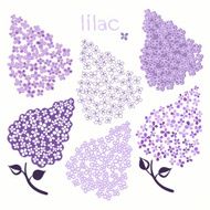 Branch of lilac isolated on a white background N2