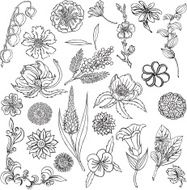 vector illustration with silhouettes of different flowers N2