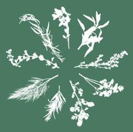 Herb Silhouette Collection N3