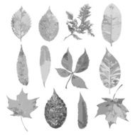 fall leaves set autumn collection