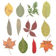 fall leaves set autumn collection N2