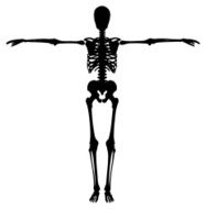 Skeleton N11