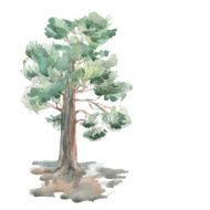 pine tree on a white background Watercolor Sketch vector