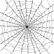 spider web N27