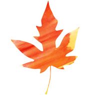 Maple Leaf N36
