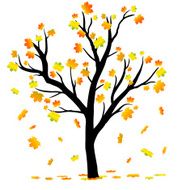 The autumn maple tree