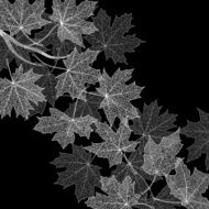 Autumn leaves monochrome template N4
