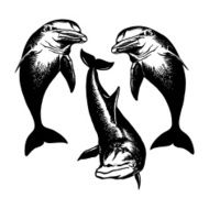dolfins N2