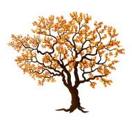 Beautiful autumn tree N2