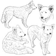 Set shepherd dog sketch Black contour on white background vector