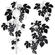 Wine Pipette &amp; Grapevine Decoration