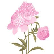 Peony Pink Flowers isolated on white