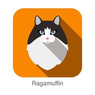 Ragamuffin Cat Cat breed face cartoon flat icon design