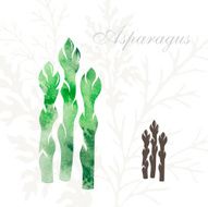 Asparagus icons set