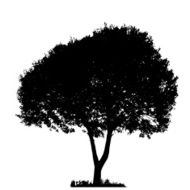 Tree Silhouette Isolated on White Backgorund Vecrtor Illustrati N60