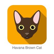 Havana Brown Cat Cat breed face cartoon flat icon design