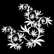 Vector cannabis leaf silhouette on black background Marijuana N2
