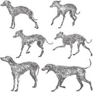 Whippet and Dalmatian
