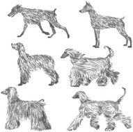 Afghan hound and Doberman