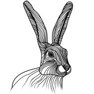 Rabbit or hare head vector animal illustration