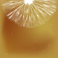 Dandelion N38