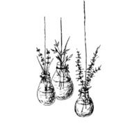 Herbs In Hanging Vases Ink Drawing N2