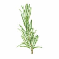 Rosemary isolated on white background Vector watercolor hand drawn illustration