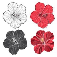 Hibiscus Vector set of hibiscus flowers isolated on white background
