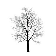 Trees with dead branch N151