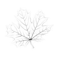 Isolated vector monochrome maple leaf