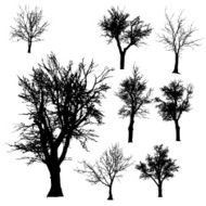 Vector silhouette of tree N44